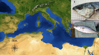 Specie aliene, nel Salento il primo esemplare mediterraneo di ricciola giapponese